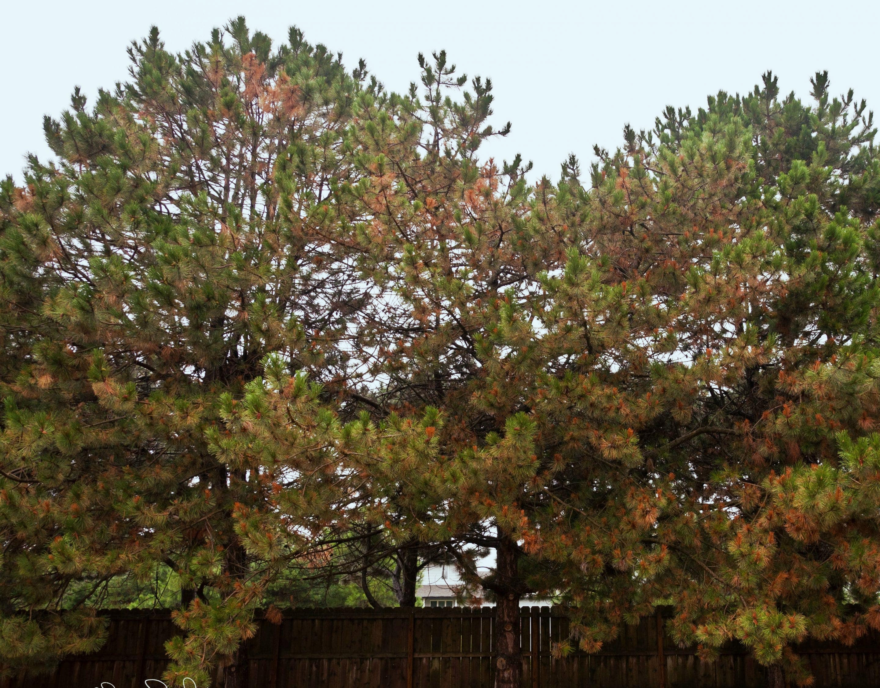 Image of trees damaged from Diplodia Tip Blight.