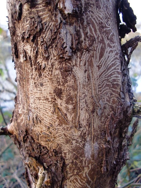 Image of a diseased elm tree suffering from Dutch Elm Disease.