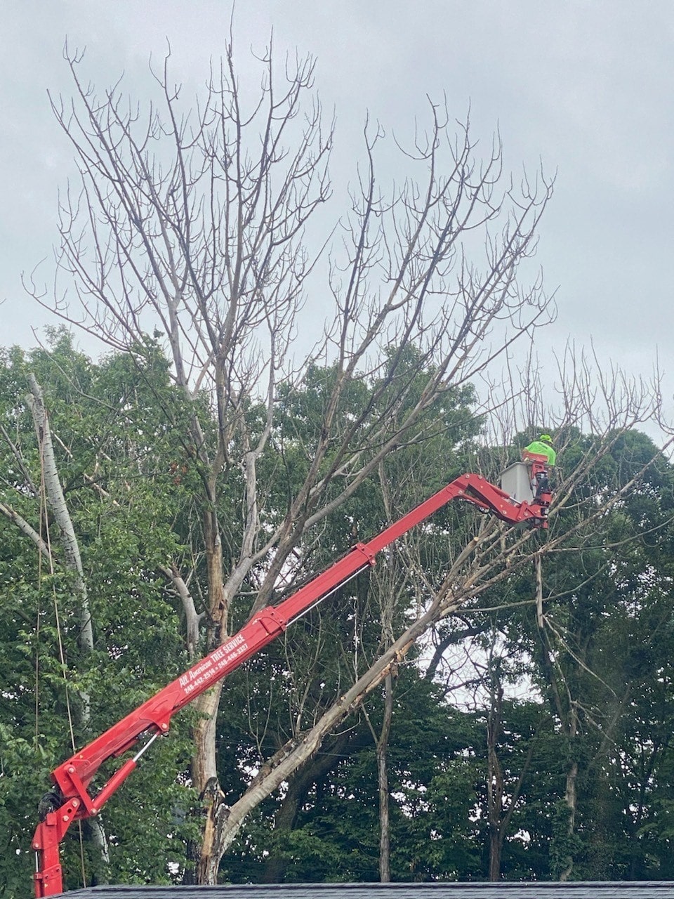 Close-up image of All American Tree Service crew cutting down a dead tree.