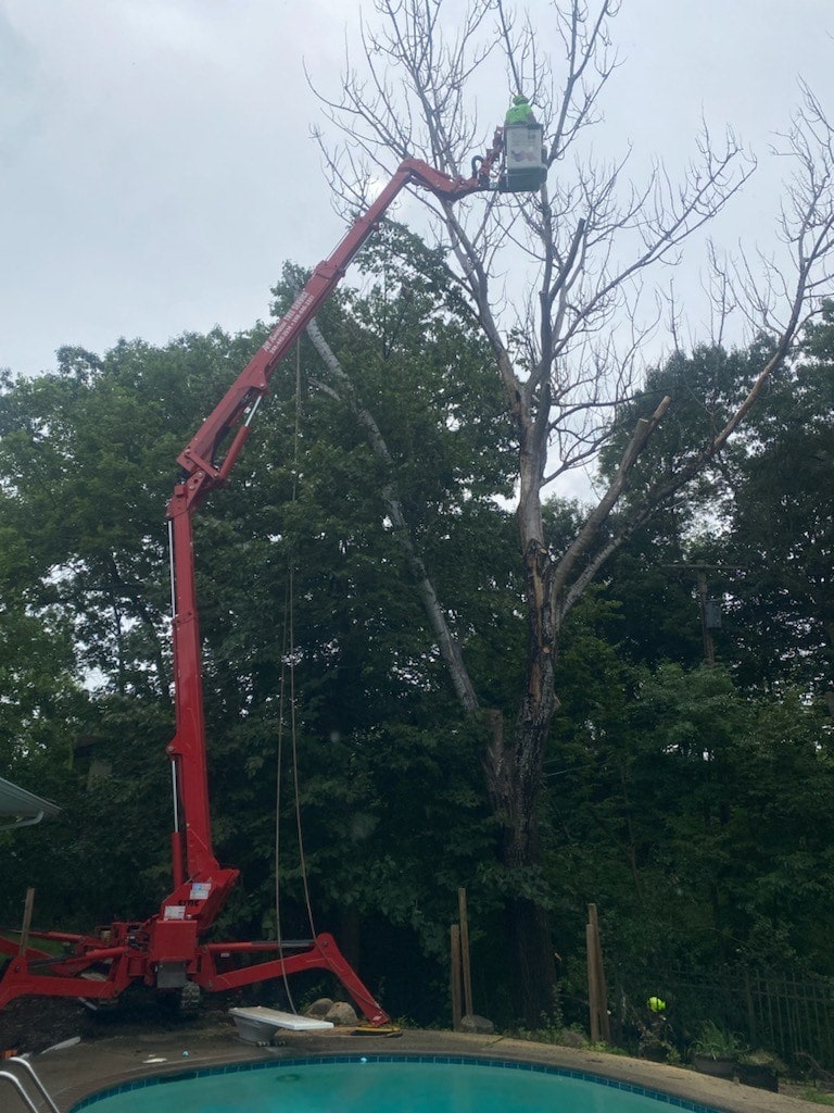 Image of All American Tree Services cutting down a dead tree over a pool in a spider bucket.