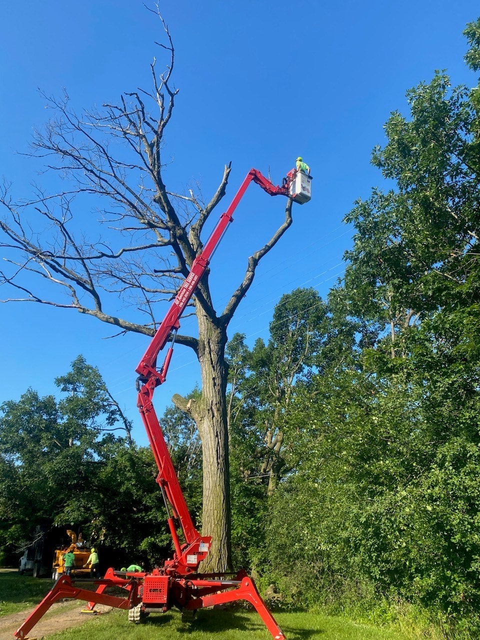 Image of All American Tree Services using their spider crane to cut down a dead tree.