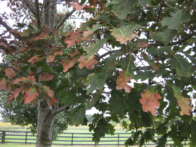 Image of damaged oak leaves due to Oak Wilt.